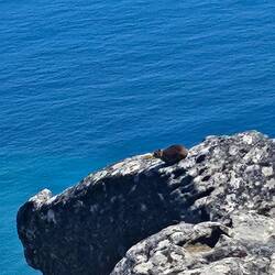 Rock Hyrax. Their closest relative is the elephant!