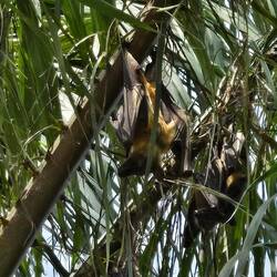 Die Flughunde mögen den Garten der Stiftung ebenfalls