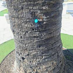 Injektion einer Trogir-Palme gegen den roten Palmrüssler