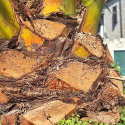 Palmen sind auch nur Biotope: oben kleine grüne Eidechsen🦎