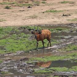 Neben den Elefanten gibt es Bongos...