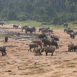 ...auf der Bai sind dann rund 150 Elefanten anwesend