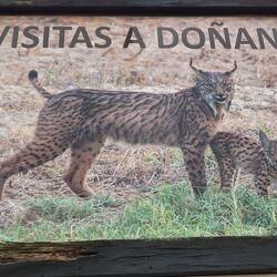 Auch heute hält sich der Luchs gut versteckt.