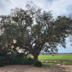 Die Korkeichen werden hier nicht geschält.