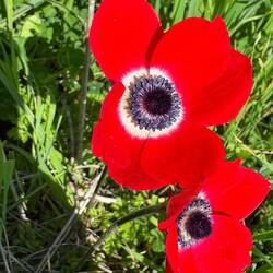 Die Blümekes ❤️