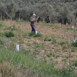 Jetzt ist sie Zeit die jungen Bäumchen zu schneiden