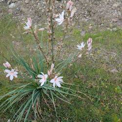 Da ist er wieder der ästige Affodil - er ist winterhart und irgendwann hab ich einen im Garten