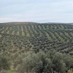 Oliven soweit das Auge reicht