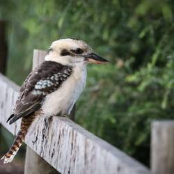 Ein lachender Hans (Kookaburra)