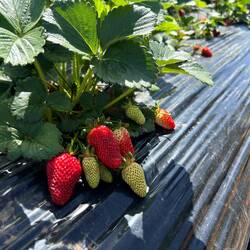 Plenty of good ones when we left the designated and crowded pick zones!