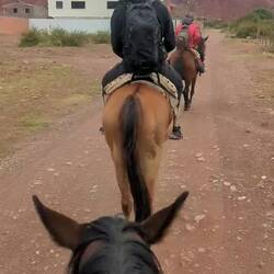 Back in Stall. Mona prahlt mit (Halb-)Pferdewissen 😀