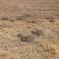 Gophers or whatever asking the way