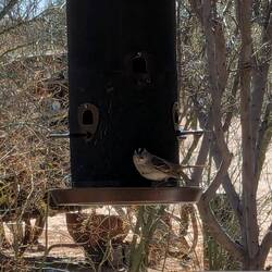 Black capped Sparrow