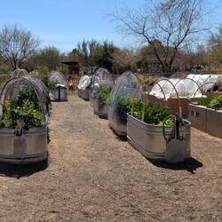 Veggies cared for by volunteers