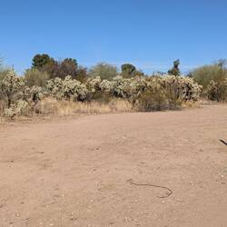 Cholla along the way.
