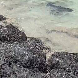 Kleiner Pinguin auf Fischjagd