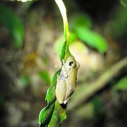 Noch ein Frosch, drei oder 4 cm!