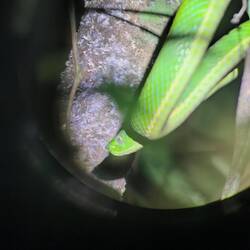 Grün gelbe Palm Lanzen Otter, mega giftig, wenn sie dich beißt, nach einer Stunde bist Du tot!