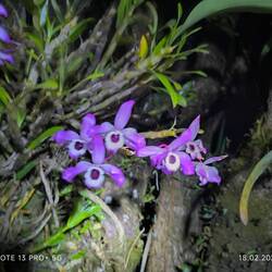 Orchidee, eine von 460 verschiedenen hier...