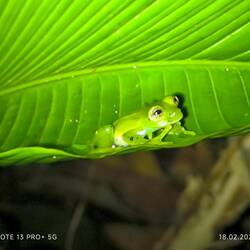 Einer von 500 Fröschen hier