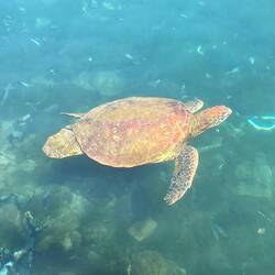 Die schwimmen hier einfach so rum 😍.