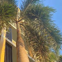 Palme