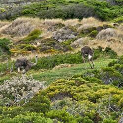 Ostrich feeding near cape point