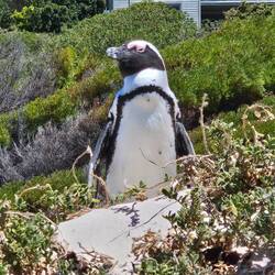 This guy welcomed us to the penguin colony