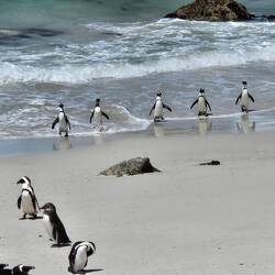 A group returning from the sea