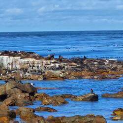 Fur Seals, Great Cormorants, Kelp Gulls