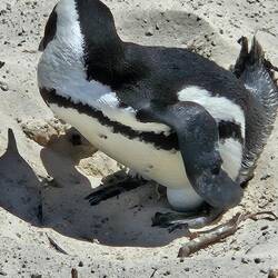 African Penguin sitting on an egg