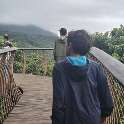 The canopy trail in Kirstenbosch Botanical Gardens