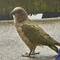 This is the Kea parrot and lives in the mountains around Arthur's pass