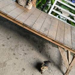 Muschi-Foto für daheimgebliebene "Muschi"-Liebhaber'innen