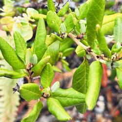Immer wieder spannende Flora...