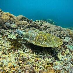 Korrekt... "Guckst du"