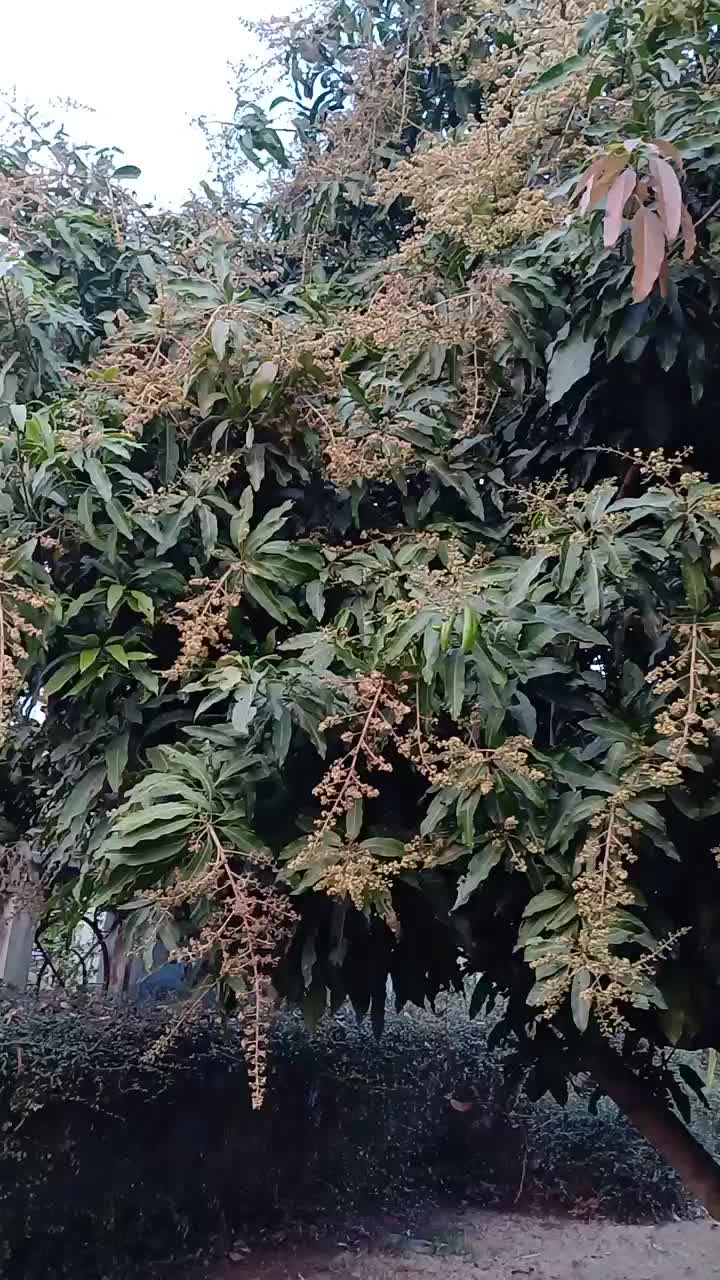 Unser Mangobaum