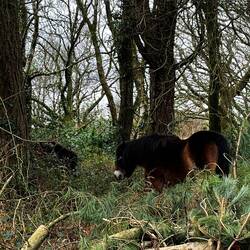 Wild Exmoor Pony