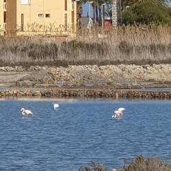 Flamingos überwintern hier