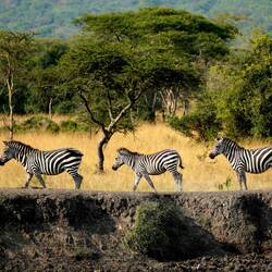 Lake-Mburo-Nationalpark 🦓