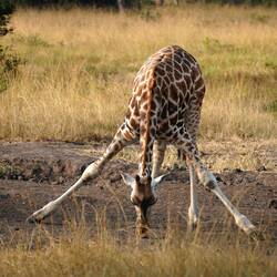Hier werden Salze und Mineralien aus dem Boden geleckt