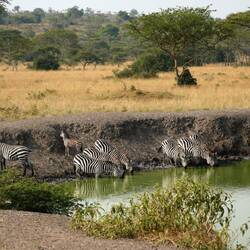 Am Wasserloch kommen alle zusammen