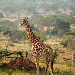Die männlichen Giraffen erkennt man am 3. "Horn"