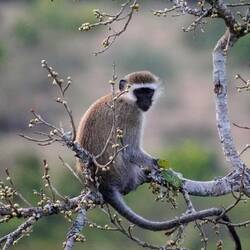 Südliche Grünmeerkatze 🐒