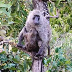 Die Paviane sind Freds Liebslingstiere