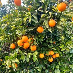 Reife Orangen