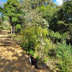 Leni denkt: "Wenn nur die Gänsegeier nicht wären".