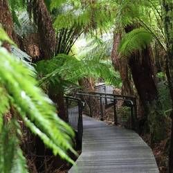 Rain Forest Walk... Baumfarne über Baumfarne.