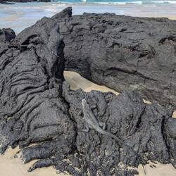 Lava-Leguan (gut getarnt)