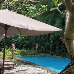 The landscaping by the pool!